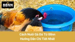 Cách Nuôi Gà Đá Từ 88nn: Hướng Dẫn Chi Tiết Nhất 2 Cách Nuôi Gà Đá Từ 88nn: Hướng Dẫn Chi Tiết Nhất