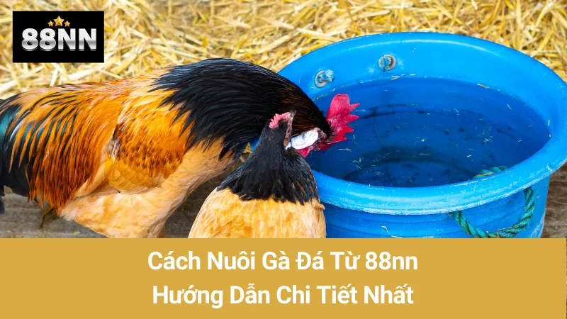 Cách Nuôi Gà Đá Từ 88nn: Hướng Dẫn Chi Tiết Nhất