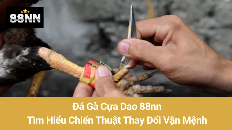 Đá Gà Cựa Dao 88nn: Tìm Hiểu Chiến Thuật Thay Đổi Vận Mệnh 1 Đá Gà Cựa Dao 88nn: Tìm Hiểu Chiến Thuật Thay Đổi Vận Mệnh