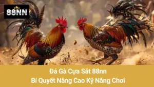Đá Gà Cựa Sắt 88nn: Bí Quyết Nâng Cao Kỹ Năng Chơi  8 Đá Gà Cựa Sắt 88nn: Bí Quyết Nâng Cao Kỹ Năng Chơi