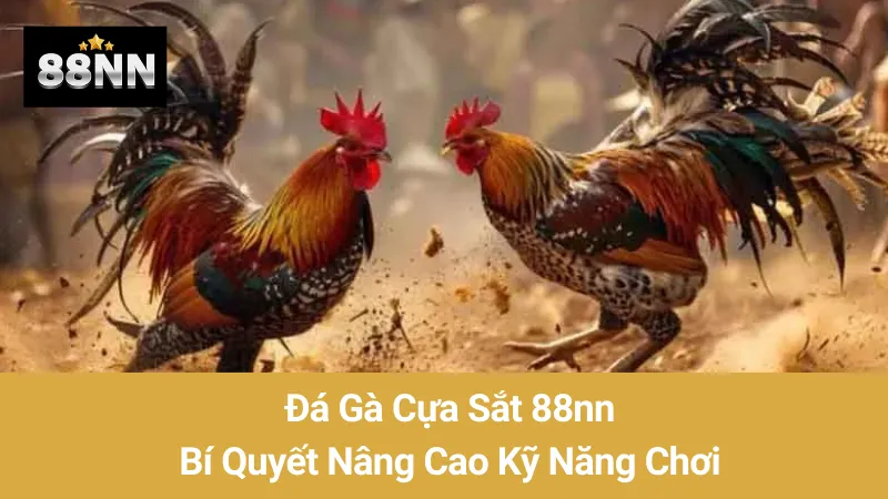 Đá Gà Cựa Sắt 88nn: Bí Quyết Nâng Cao Kỹ Năng Chơi 1 Đá Gà Cựa Sắt 88nn: Bí Quyết Nâng Cao Kỹ Năng Chơi