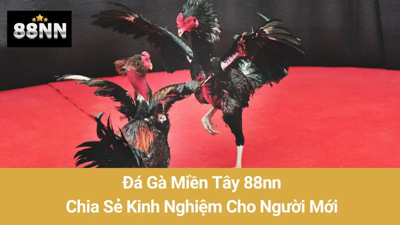 Đá Gà Miền Tây 88nn: Chia Sẻ Kinh Nghiệm Cho Người Mới