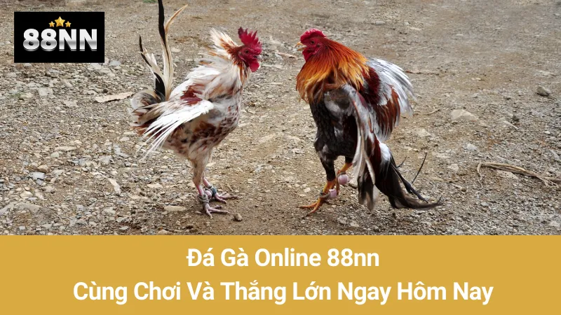 Đá Gà Online 88nn: Cùng Chơi Và Thắng Lớn Ngay Hôm Nay