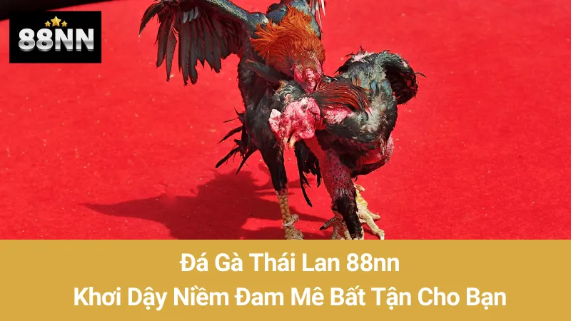 Đá Gà Thái Lan 88nn: Khơi Dậy Niềm Đam Mê Bất Tận Cho Bạn 1 Đá Gà Thái Lan 88nn: Khơi Dậy Niềm Đam Mê Bất Tận Cho Bạn