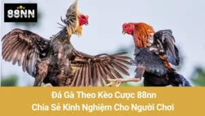 Đá Gà Theo Kèo Cược 88nn: Chia Sẻ Kinh Nghiệm Cho Người Chơi  7 Đá Gà Theo Kèo Cược 88nn: Chia Sẻ Kinh Nghiệm Cho Người Chơi