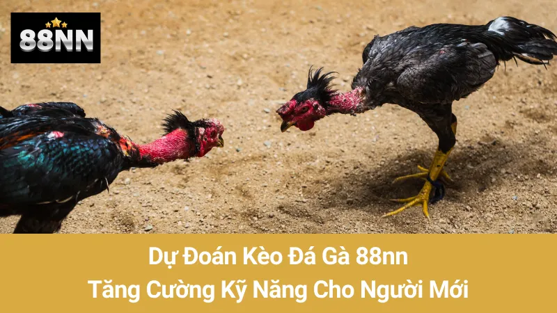 Dự Đoán Kèo Đá Gà 88nn: Tăng Cường Kỹ Năng Cho Người Mới 1 Dự Đoán Kèo Đá Gà 88nn: Tăng Cường Kỹ Năng Cho Người Mới