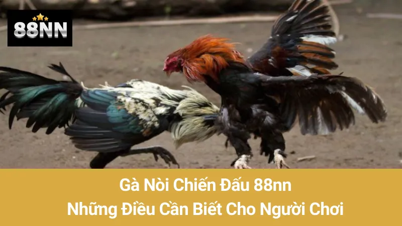 Gà Nòi Chiến Đấu 88nn: Những Điều Cần Biết Cho Người Chơi