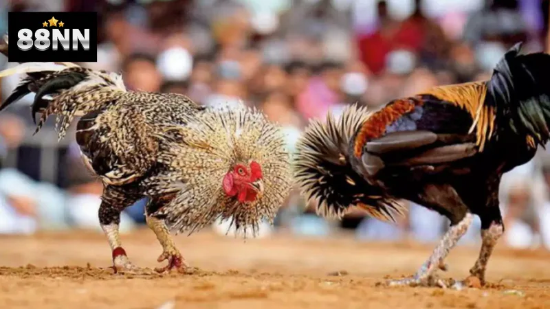 Quick Cockfight 88nn: Tham Gia Ngay Để Nhận Thưởng Lớn 2 Tìm hiểu về Quick Cockfight 88nn