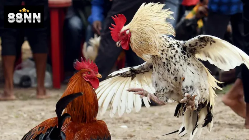 Quick Cockfight 88nn: Tham Gia Ngay Để Nhận Thưởng Lớn 3 Cách tham gia Quick Cockfight 88nn