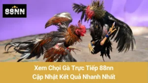 Xem Chọi Gà Trực Tiếp 88nn: Cập Nhật Kết Quả Nhanh Nhất 1 Xem Chọi Gà Trực Tiếp 88nn: Cập Nhật Kết Quả Nhanh Nhất