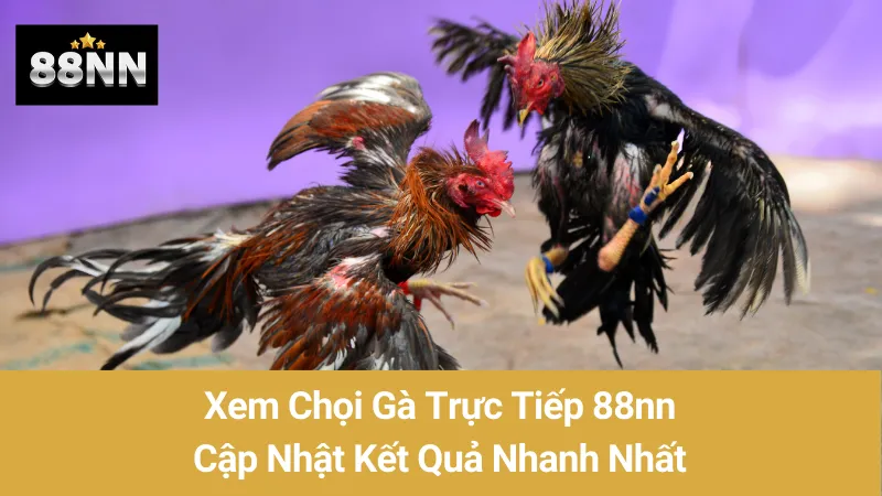 Xem Chọi Gà Trực Tiếp 88nn: Cập Nhật Kết Quả Nhanh Nhất